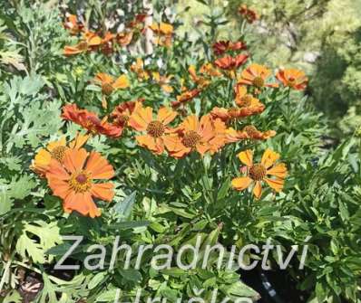 Helenium autumnale HayDay Orange