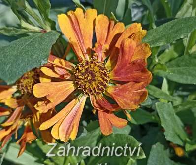 Helenium autumnale HayDay Orange