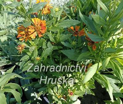 Helenium autumnale HayDay Orange