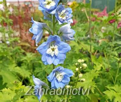 Delphinium Excalibur Light Blue / White Bee