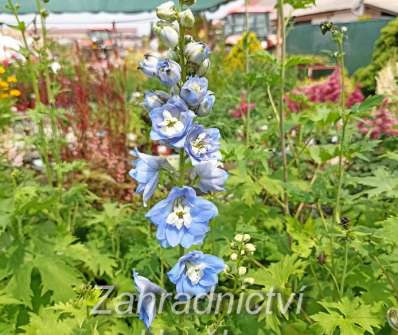 Delphinium Excalibur Light Blue / White Bee