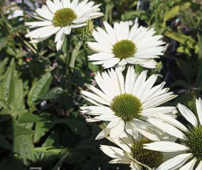 Echinacea Virgin