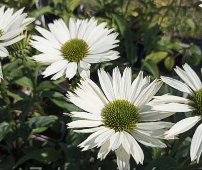 Echinacea Virgin