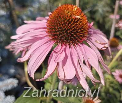 Echinacea purpurea Doubledecker
