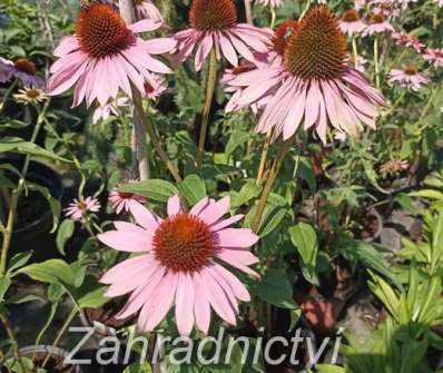 Echinacea purpurea Doubledecker