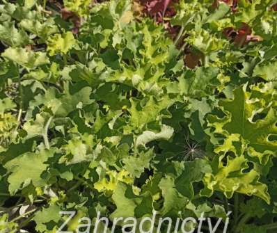 Heuchera Rex Lime