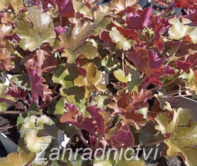 Heuchera Rockies Amber