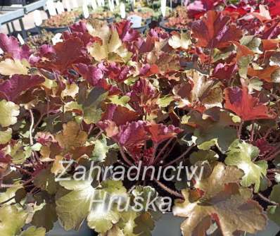 Heuchera Rockies Amber