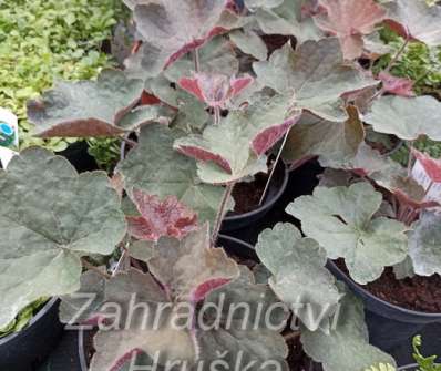 Heuchera villosa Brownies