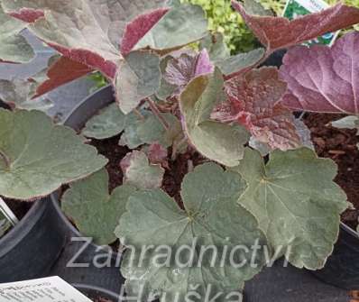Heuchera villosa Brownies