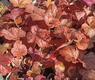 Heucherella Buttered Rum