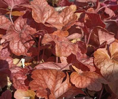 Heucherella Buttered Rum