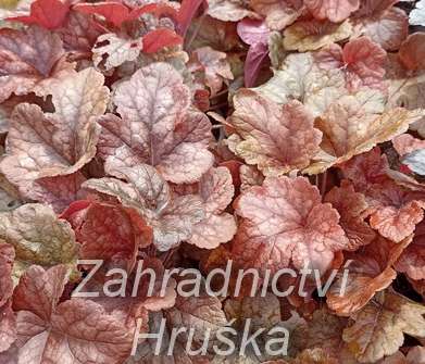 Heucherella Buttered Rum