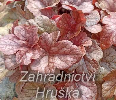 Heucherella Buttered Rum