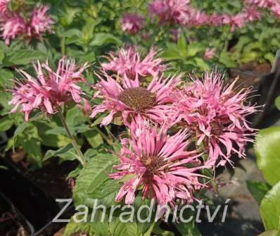 Monarda didyma Balmy Pink
