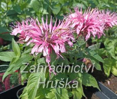Monarda didyma Balmy Pink