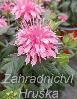 Monarda didyma Balmy Pink