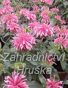 Monarda didyma Balmy Pink