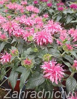 Monarda didyma Balmy Pink