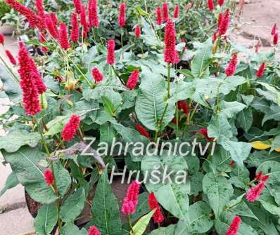 Persicaria amplexicaulis Blackfield