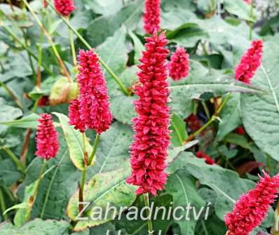 Persicaria amplexicaulis Blackfield