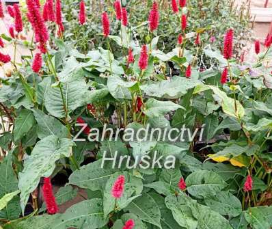 Persicaria amplexicaulis Blackfield