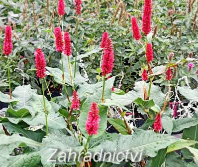 Persicaria amplexicaulis Blackfield