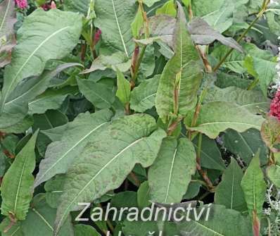 Persicaria amplexicaulis Blackfield