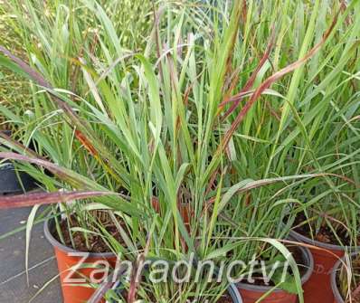 proso - Panicum virgatum 'Sangria'