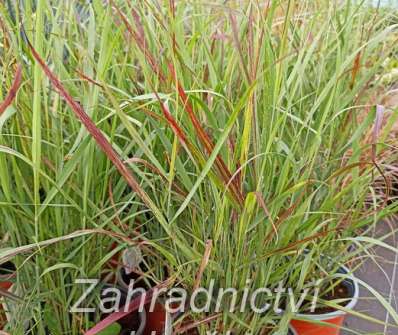 proso - Panicum virgatum 'Sangria'