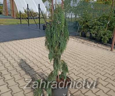 cypřišek - Chamaecyparis lawsoniana 'Dick´s Weeping'