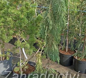 cypřišek - Chamaecyparis lawsoniana 'Dick´s Weeping'