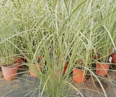 ozdobnice - Miscanthus sinensis 'Andante'