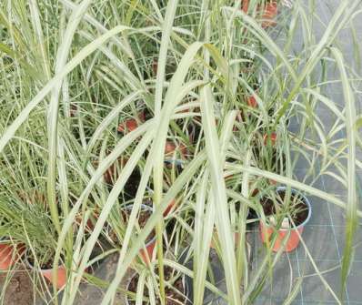 ozdobnice - Miscanthus sinensis 'Silberfeder'