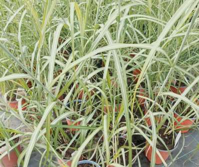 ozdobnice - Miscanthus sinensis 'Silberfeder'