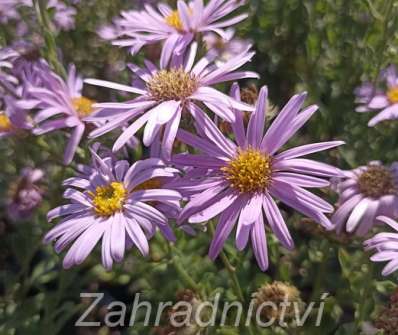 Aster amellus Rosa Erfulling