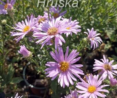 Aster amellus Rosa Erfulling