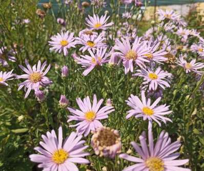Aster amellus Rosa Erfulling