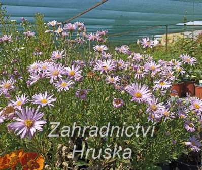 Aster amellus Rosa Erfulling