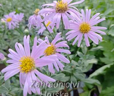 Aster amellus Rosa Erfulling