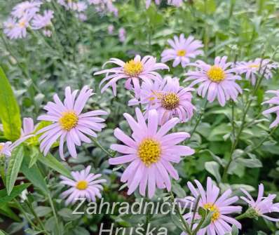 Aster amellus Rosa Erfulling
