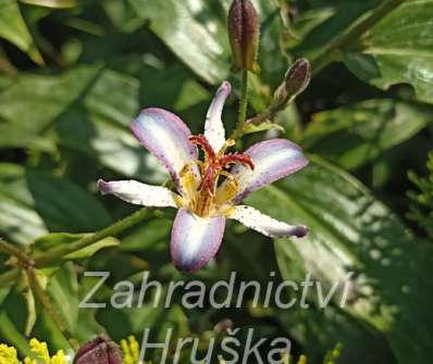 Tricyrtis Taipei Silk