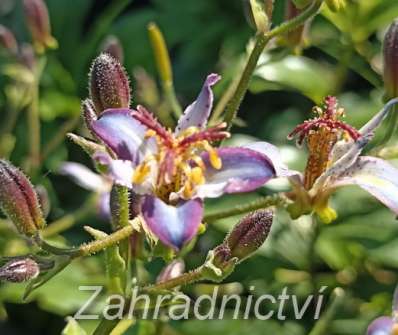 Tricyrtis Taipei Silk