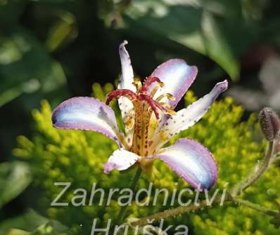 Tricyrtis Taipei Silk