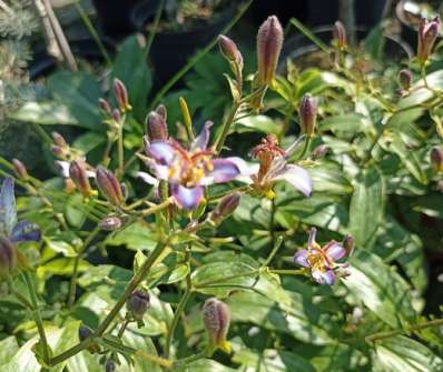 Tricyrtis Taipei Silk