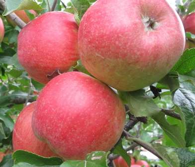 Jabloň Braeburn