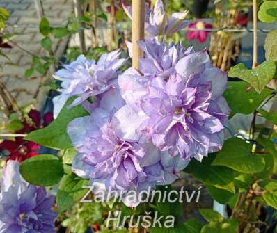 plamének - Clematis 'Blue Explosion'