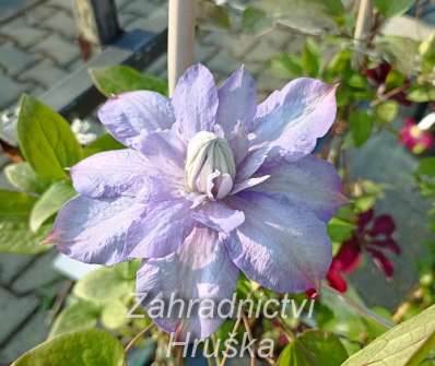 plamének - Clematis 'Blue Explosion'