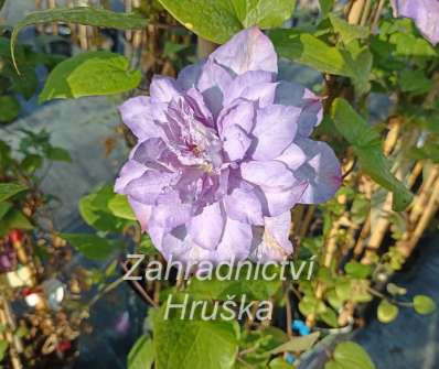 plamének - Clematis 'Blue Explosion'