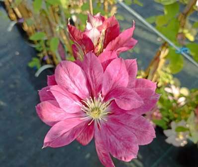 plamének - Clematis 'Akafuji'